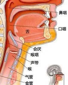 嗓子眼位置图图片