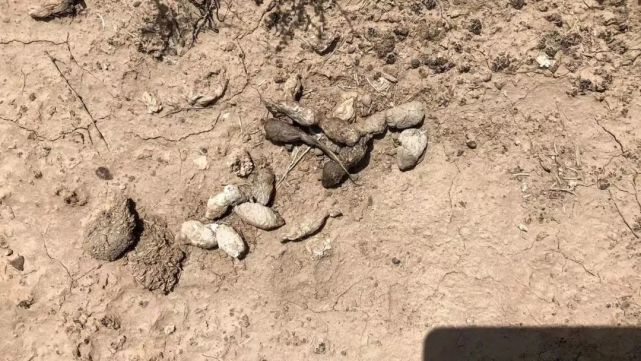 华北荒野展小蚊子的华北荒野展,在回龙观的北店时代广场二楼的探洞