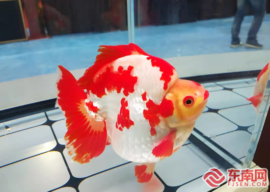 第五届中国福州金鱼大赛结果出炉