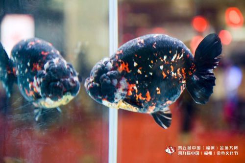451尾金鱼亮相榕城第五届中国福州金鱼大赛结果出炉