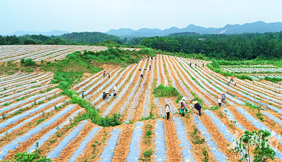 中国油茶基地图片