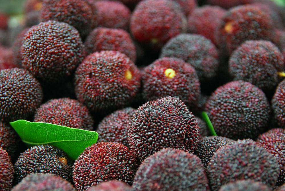 没有摘过杨梅的夏天,是不完整的