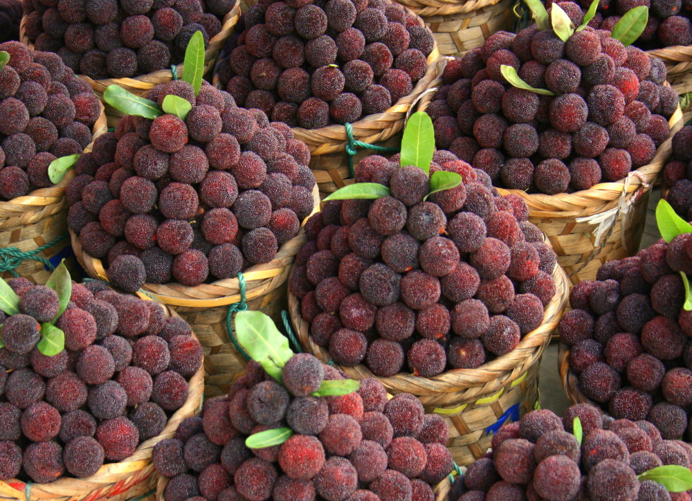 杨梅,树山杨梅;广东的乌酥杨梅等都是国内非常有名的杨梅产地和品种