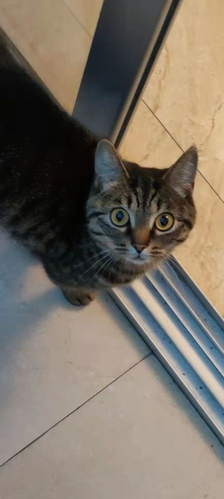 隔壁邻居巧儿家的狸花猫小日子过得比70后 80后 90后还要舒坦 腾讯新闻