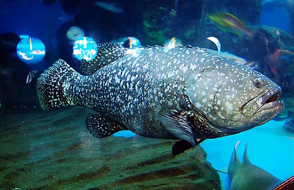 毒物 大陆暂停台湾石斑鱼输入 到底是为什么 对人危害有多大 腾讯新闻