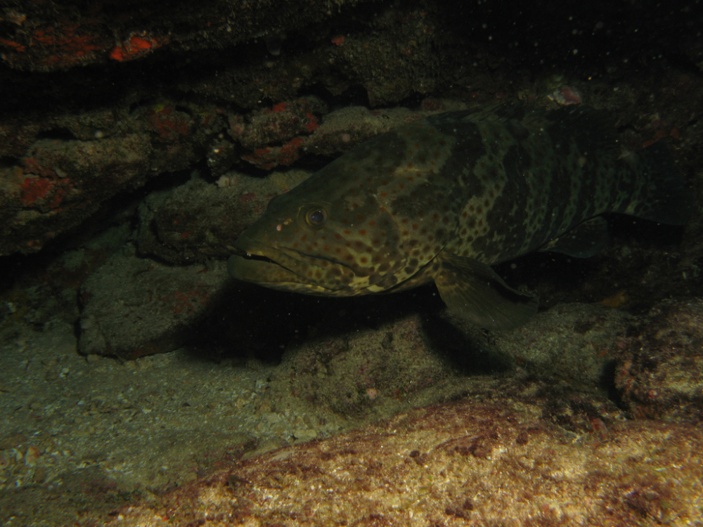 毒物 大陆暂停台湾石斑鱼输入 到底是为什么 对人危害有多大 腾讯新闻