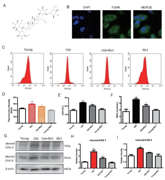 于洋等揭示人参皂苷rb1通过akt-foxo1相互作用抑制氧