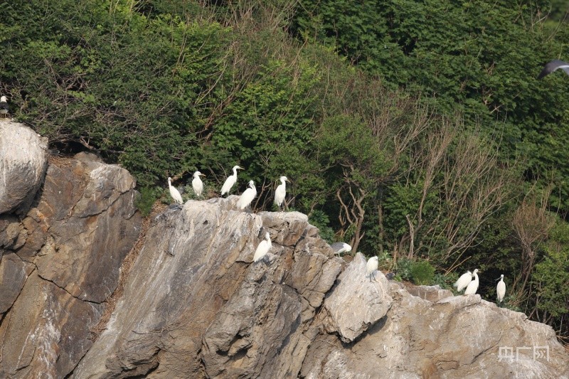 王小平 攝)目前,蛇島發現已確認種類的鳥類347種,其中國家一級保護