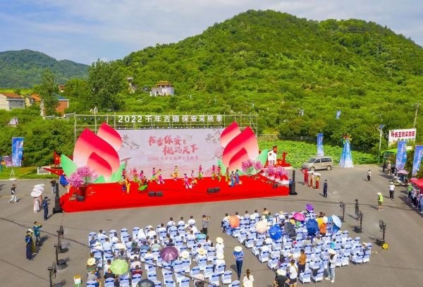 保安镇采桃季正式开启280万斤狗血桃等您来摘
