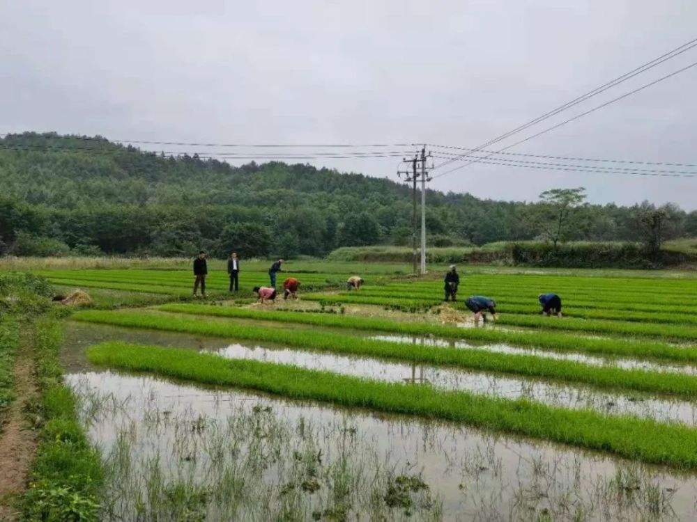 在農村種田,到底賺不賺錢?簡單地算一筆賬,你就知道答案了_騰訊新聞