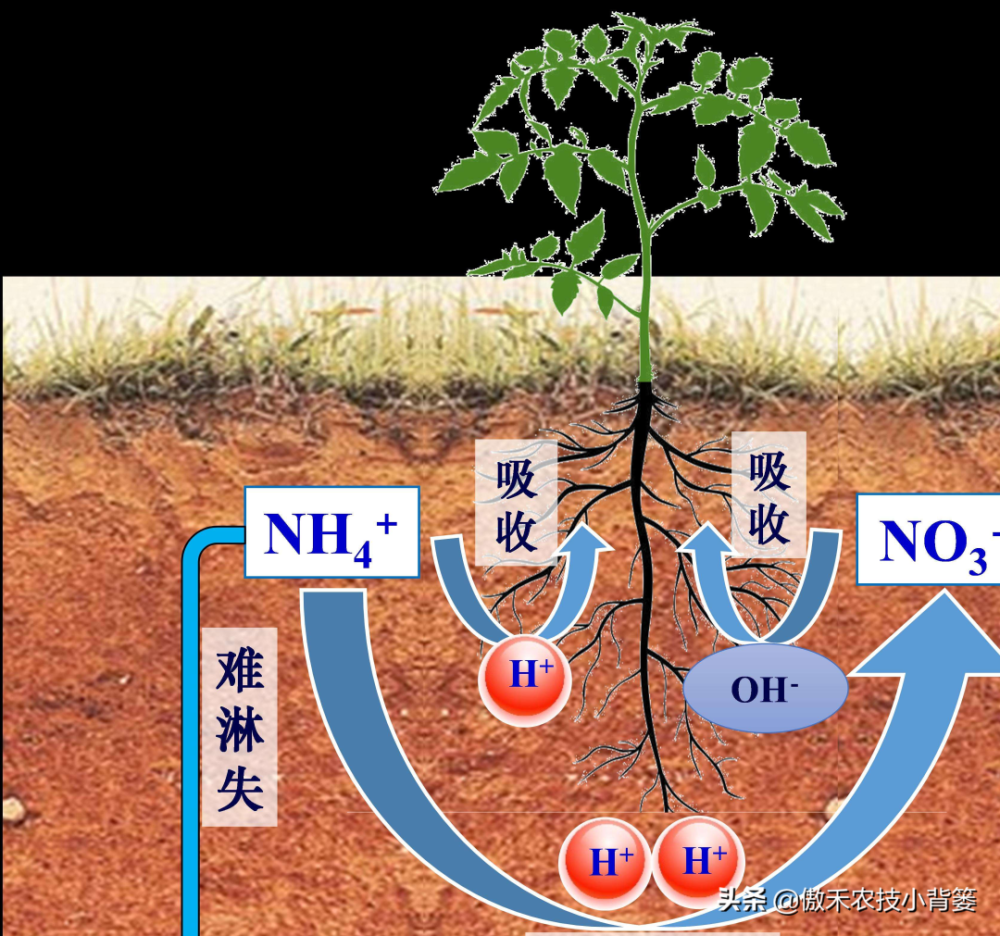 廣告:來源:農技小揹簍第八,使用土壤調理劑(主要是土壤調酸劑)降低