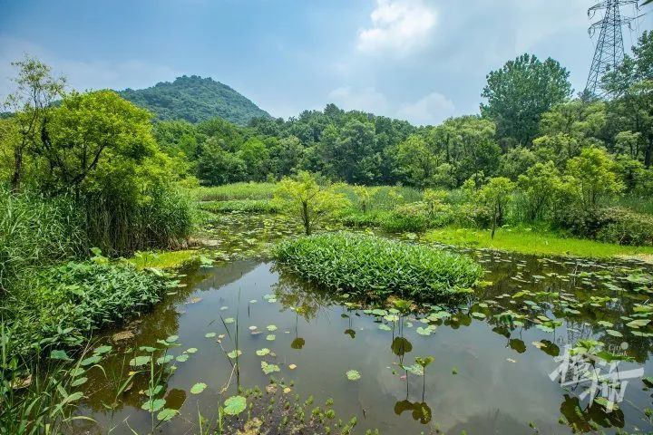 江洋畈生态公园的主入口,在山腰上,需要爬坡一段.
