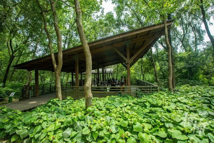 蒲秀湖江洋畈生态公园的主入口,在山腰上,需要爬坡一段.