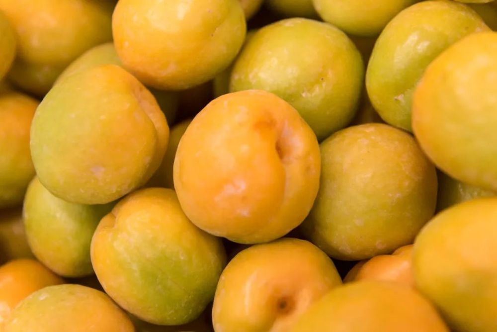敦煌水果之王李广杏上市啦