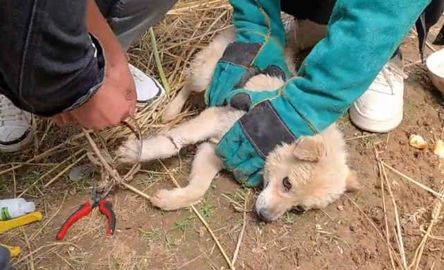 豬獾破壞莊稼狗狗卻承受一切大娘還保護它那莊稼怎麼種