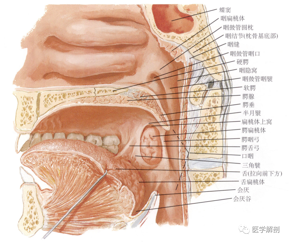 "咽咽腭腭"咽扁桃体,腭扁桃体的解剖,内附影像图谱