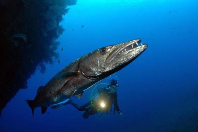 神奇動物在海洋(三十三)梭魚:海洋中最團結的