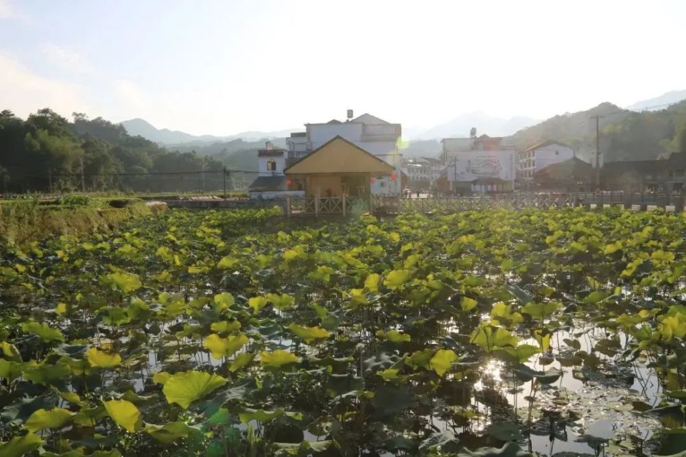 这样的柏柳村