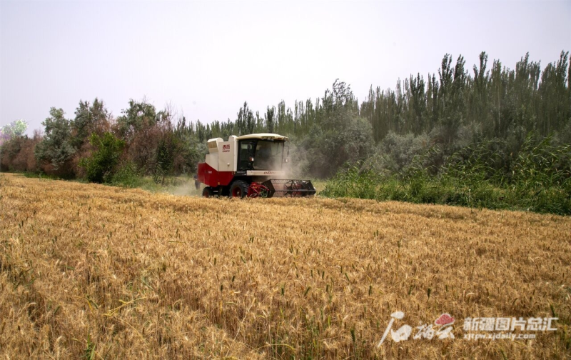 优质粮食工程典型经验交流_粮食产业发展典型经验材料_粮食优质工程典型经验发言