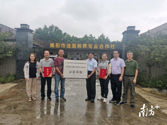 带队到揭东区调研时,到揭阳市佳朋种养专业合作社参观了桑叶种植基地