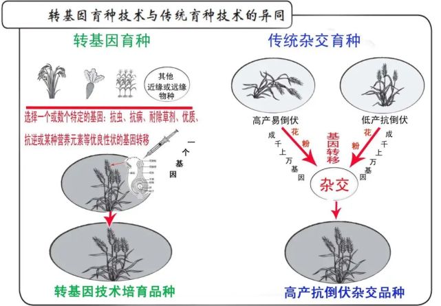 《國家級轉基因玉米品種審定標準(試行)》已經印發預示著我國生物育種