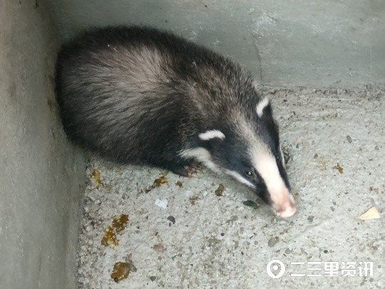 野生猪獾被困化粪池中商州一居民爱心放生