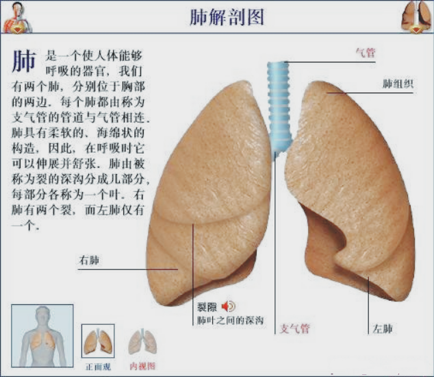 五脏学说之肺