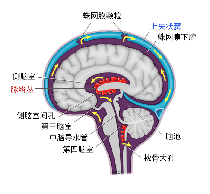 图中红蓝区域为脑室结构今天我们就讲讲脑脊液的前世今生,脑脊液每天