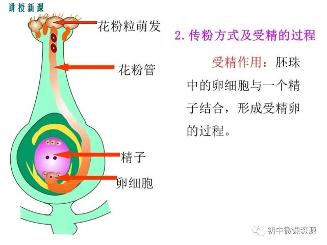 受精極核——胚乳 果實 受精卵————胚珠被————種皮 子房(3)