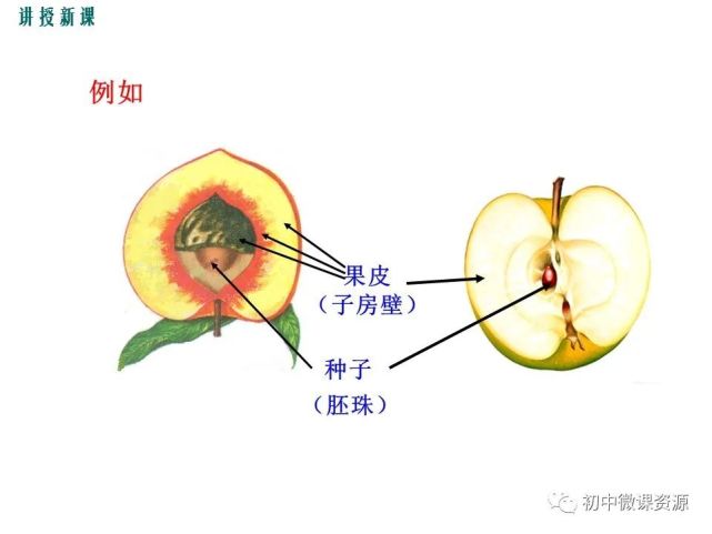 受精極核——胚乳 果實 受精卵————胚珠被————種皮 子房(3)