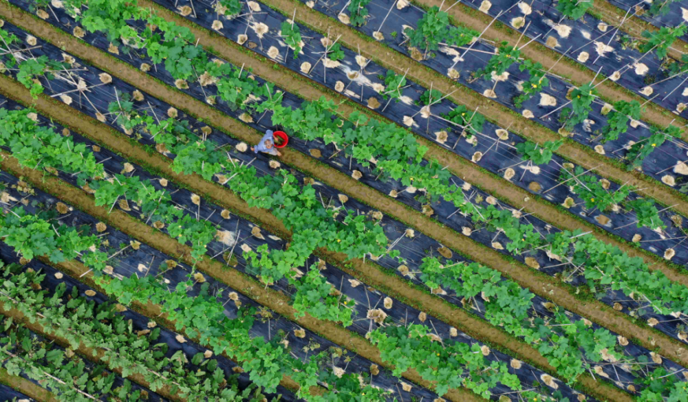 乡村振兴航拍绿油油的菜田简直太好看了