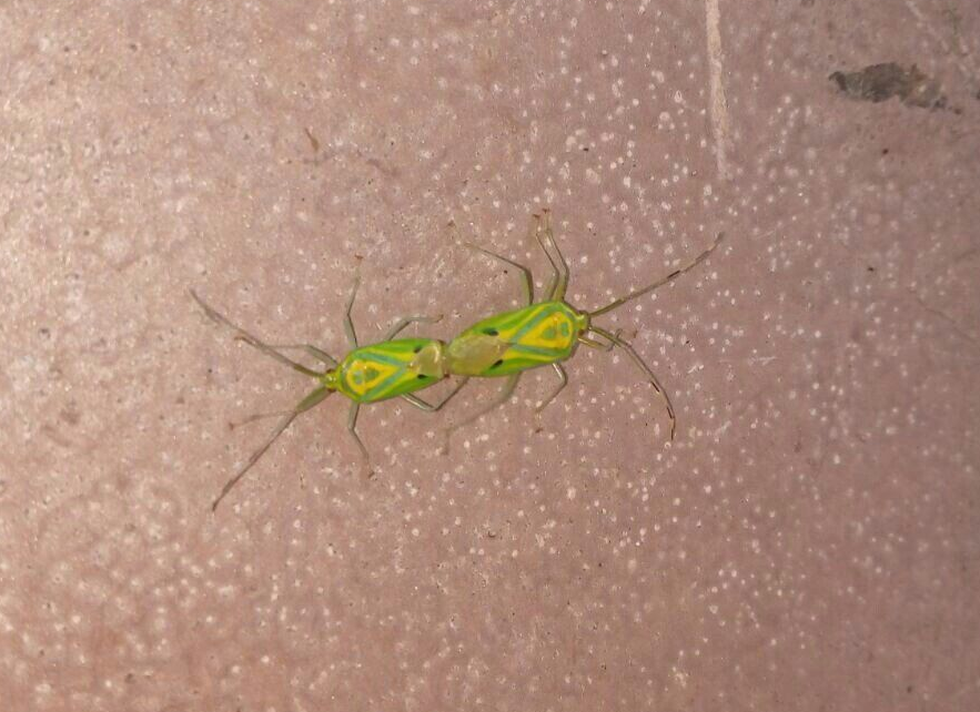 云南现罕见双头虫 两尾相交真相搞笑_腾讯新闻