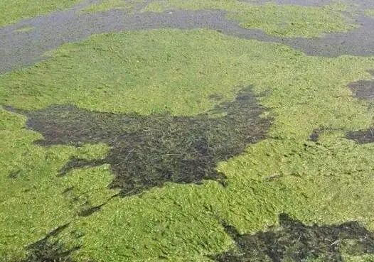 2-甲基异莰醇,土臭素均为藻类爆发时非常有意义的指示指标.