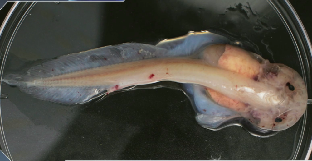 来看看深海7000多米的狮子鱼_腾讯新闻