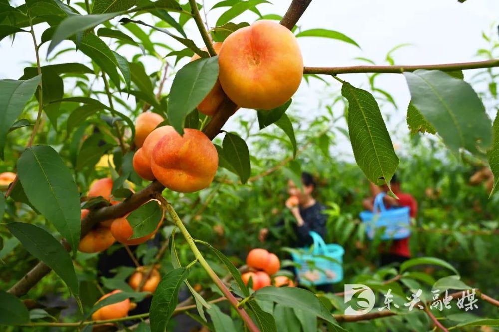 脆甜可口东兴区的黄金蟠桃熟了