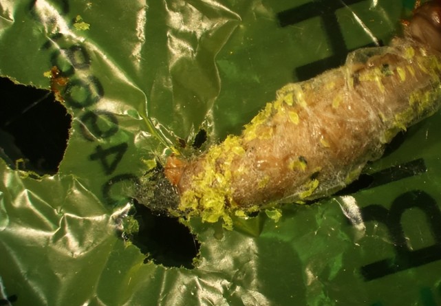 常见大麦虫竟能吃掉塑料垃圾,还能吸收营养,垃圾回收新方式?