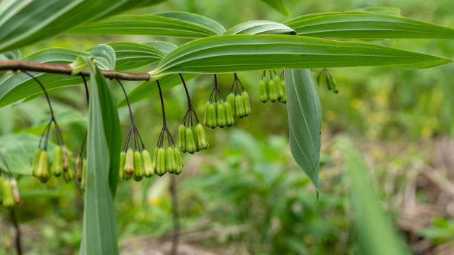 黄精属于芝草类,尽得土之精华灵气,故《五符经》谓之 "戊己芝"又因