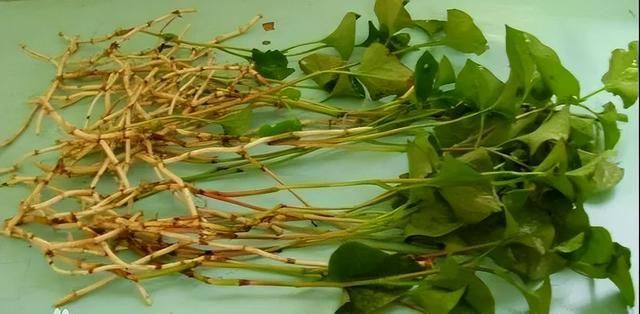 中药鱼腥草药食同源有奇效