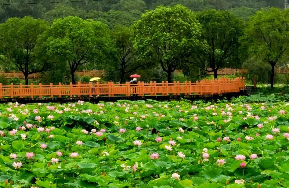 香荷花悄然盛开在莲塘春色景区--乘着仲夏的暖风莲塘春色景区在增城