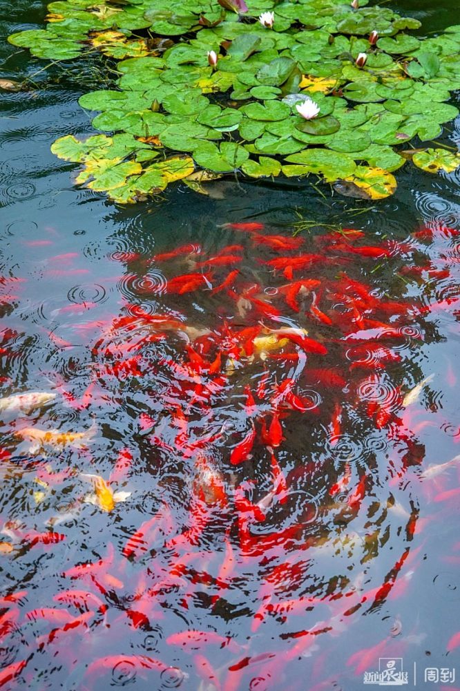 睡莲雨中初开缤纷锦鲤群相逐晨镜头