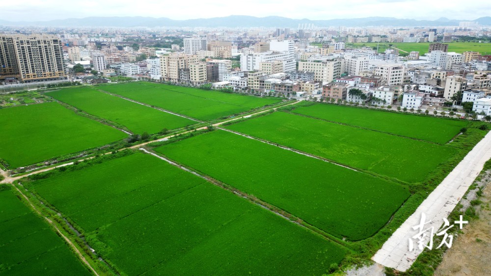 潮南"啃"荒记丨司马浦镇:引导合作社统一经营 塭美村380亩闲田变良田