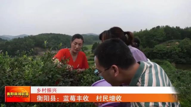 近期,衡阳县金兰镇蓝莓种植基地喜迎丰收,吸引周边游客前来采摘品尝