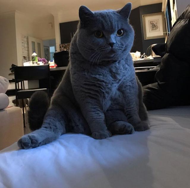 这一波肥猫大合集来接收今日份治愈吧