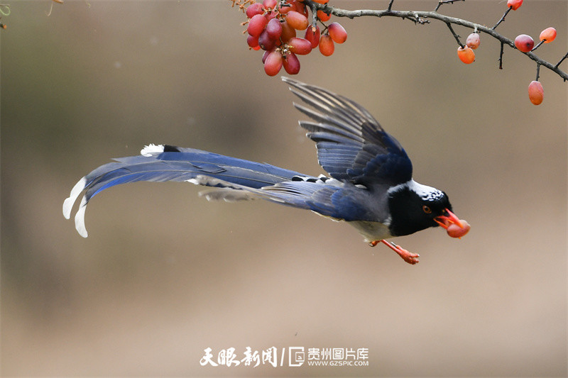 拍鸟达人眼中的贵州丨生态环境好 处处闻啼鸟