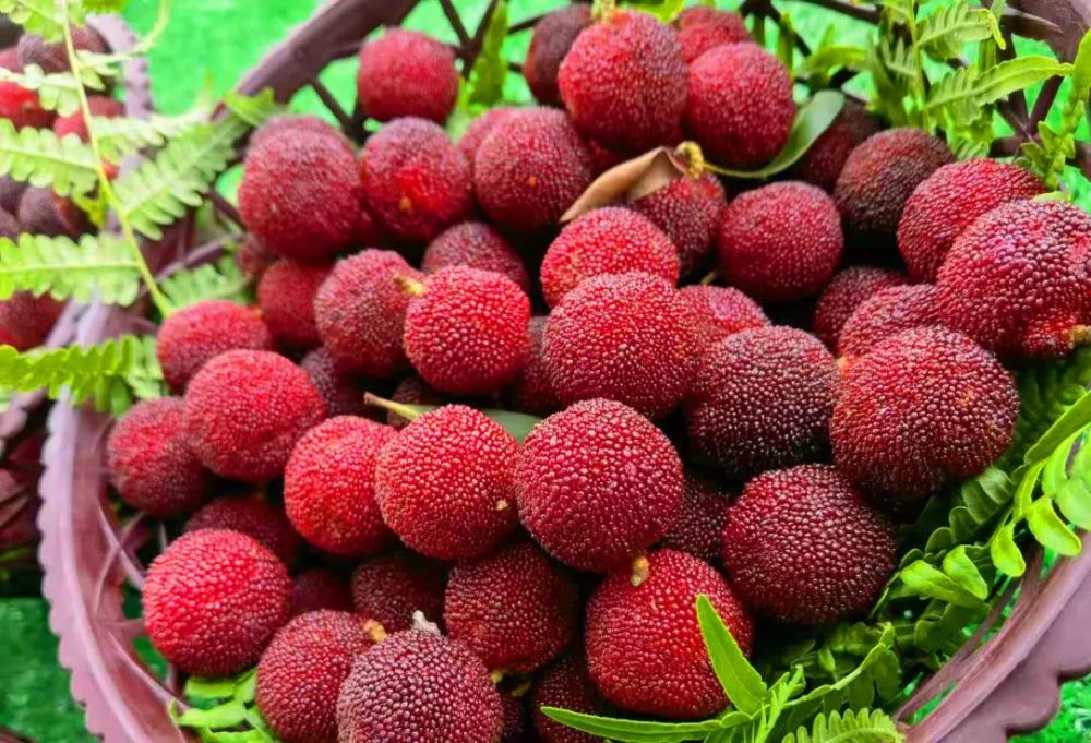 夏日限定无锡马山杨梅已满林