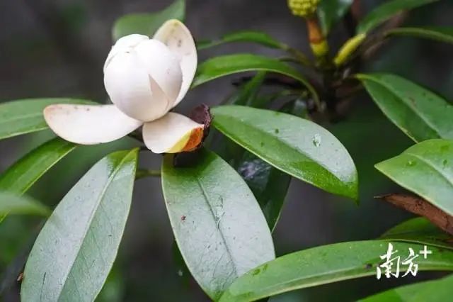 6月的韶關看什麼花?快來看厚葉木蓮和山棯子花啦!