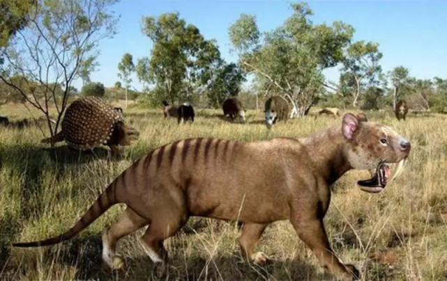 动物趣闻:消失的远古生物,有袋类动物中的猛兽——袋狮