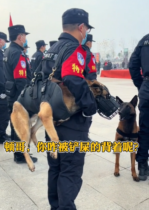 "网红警犬"巴顿:天生只有三条腿,却凭实力赢得所有人的尊重_腾讯新闻