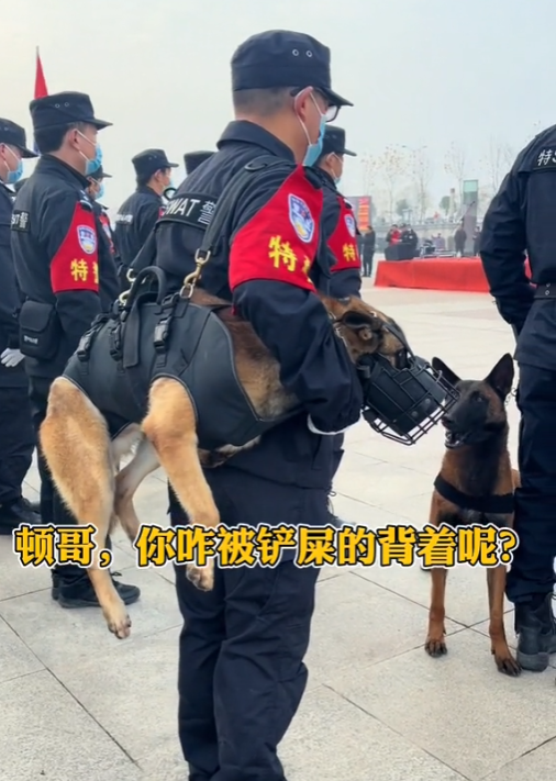 "网红警犬"巴顿:天生只有三条腿,却凭实力赢得所有人的尊重