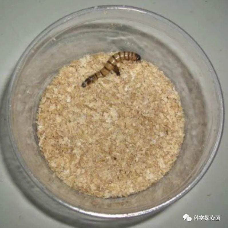 科学家发现一种超级蠕虫，仅靠进食塑料就能存活，生存能力极强